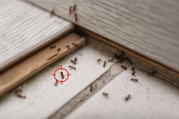 Best Flea Control Services  in Spencer, TN